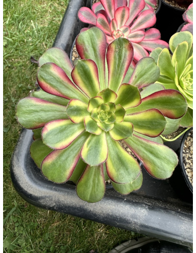 Aeonium Rainbow 16cm