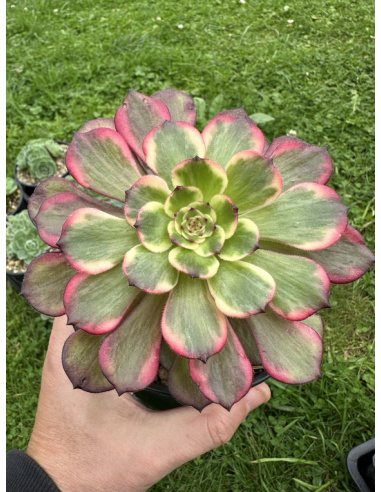 Aeonium Fireworks