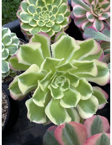 Aeonium Riverstone