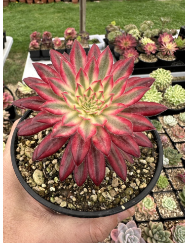 Aeonium Suzaku