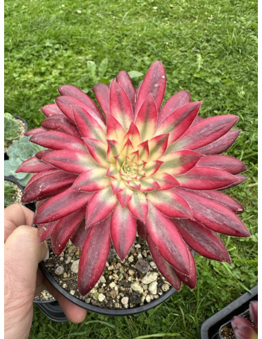 Aeonium Suzaku (grande rosette)