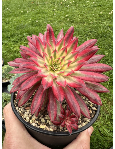 Aeonium Suzaku (grande rosette)