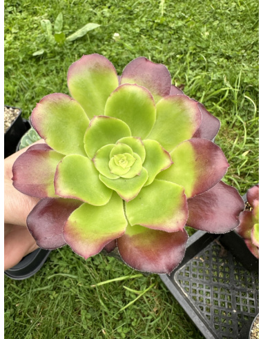 Aeonium Lou (Pen Ar Ru)