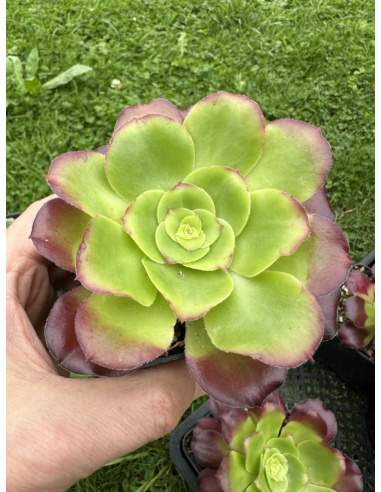 Aeonium Lou (Pen Ar Ru)