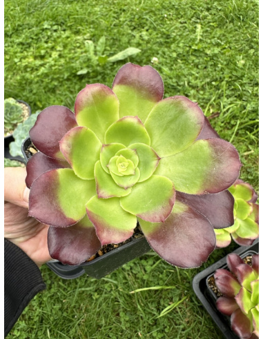 Aeonium Lou (Pen Ar Ru)