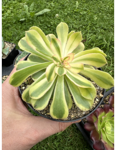 Aeonium Starry Sky