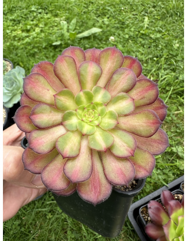 Aeonium Garnet Middle