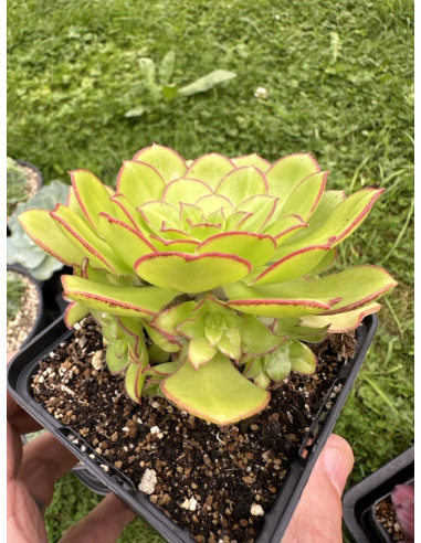 Aeonium Red Edge Variegata