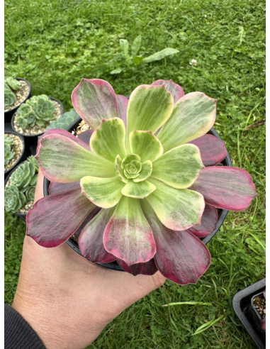 Aeonium Aurora