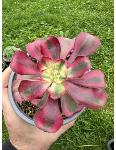 Aeonium Voodoo Super white