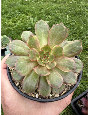 Aeonium Black Lolita (rare)