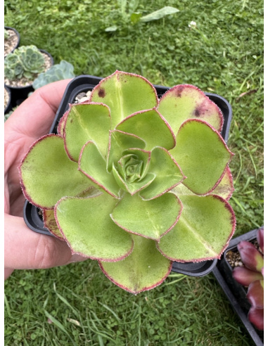 Aeonium Marnier Lapostolle Middle