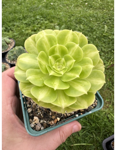 Aeonium 'Jadeite Coloured Glaze'