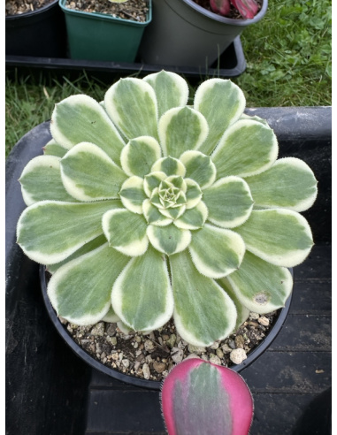 Aeonium Green Waves