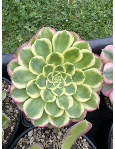 Aeonium Sunrise