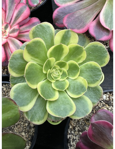 Aeonium Sunrise