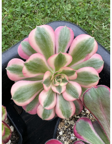 Aeonium Pink Witch