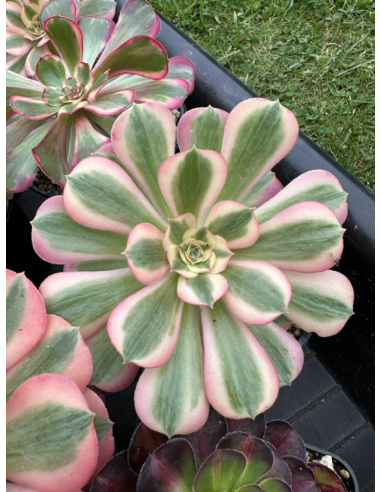 Aeonium Pink Witch