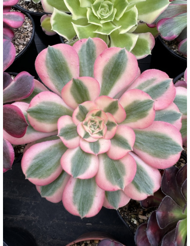 Aeonium Pink Witch