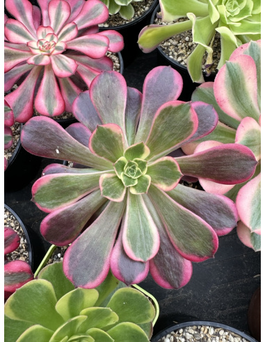 Aeonium Canary