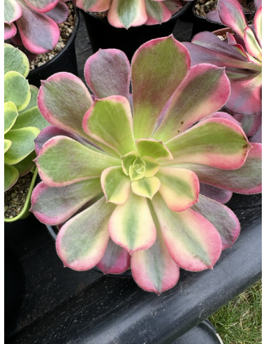 Aeonium Canary