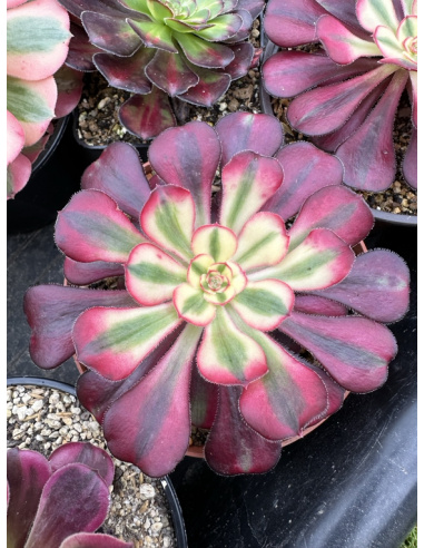 Aeonium Medusa