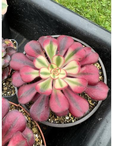 Aeonium Medusa