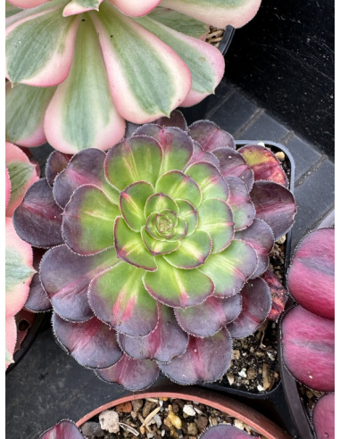 Aeonium Chanel Middle