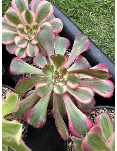 Aeonium Lina