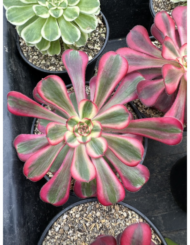 Aeonium Lina