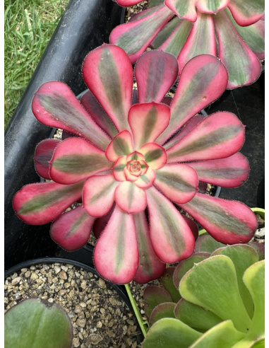 Aeonium Chanel