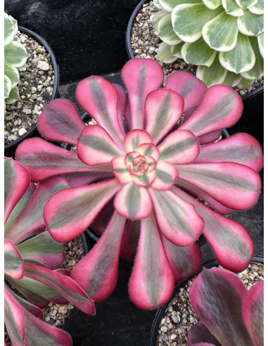 Aeonium Chanel