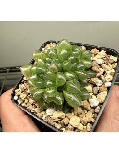 Haworthia Cooperi Hybride Cristata