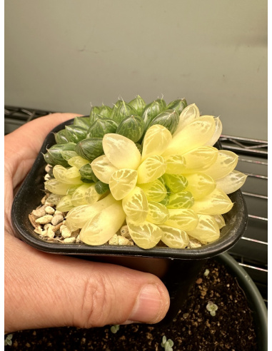 Haworthia Cooperi Hybride Variegata