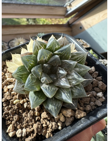 Haworthia Cooperi Hybride Variegata