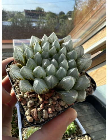 Haworthia Obtusa 'Blue Lens'