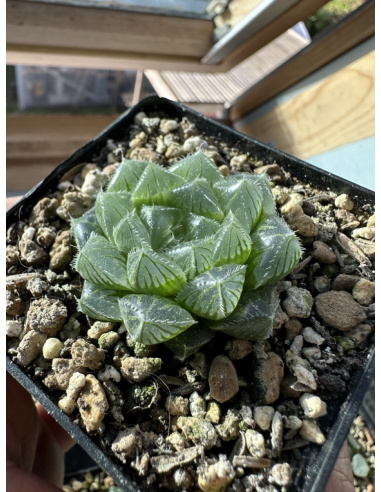 Haworthia Obtusa Hybride