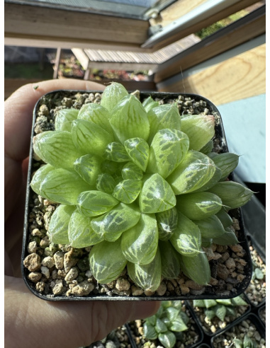 Haworthia Obtusa Hybride Cluster ex Japan