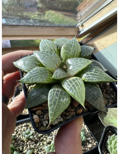 Haworthia Hybride (Burgundy)