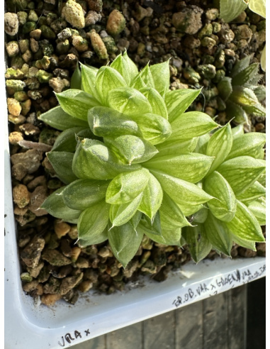 Haworthia Hybride 2 têtes