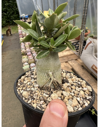 Adenium Obsenum