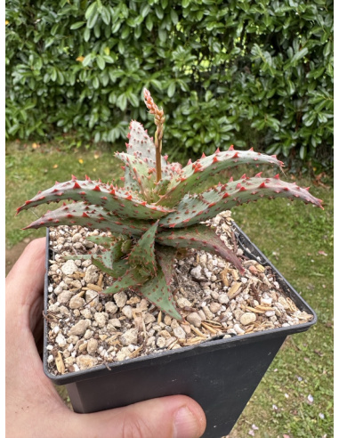 Aloe Hybride avec rejets