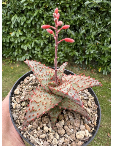 Aloe Hybride