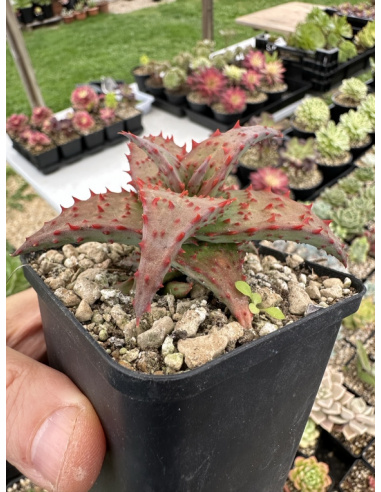 Aloe Hybride