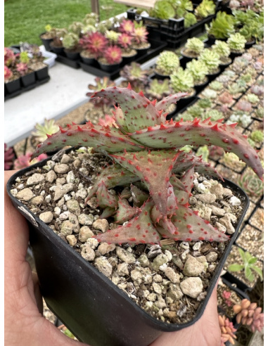 Aloe Hybride