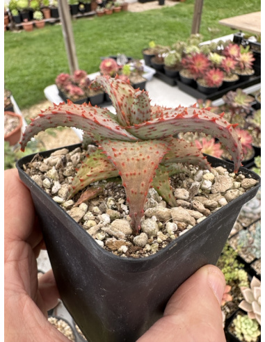 Aloe Hybride