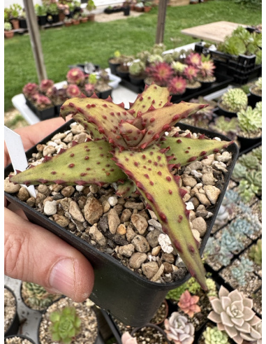 Aloe Castilloniae