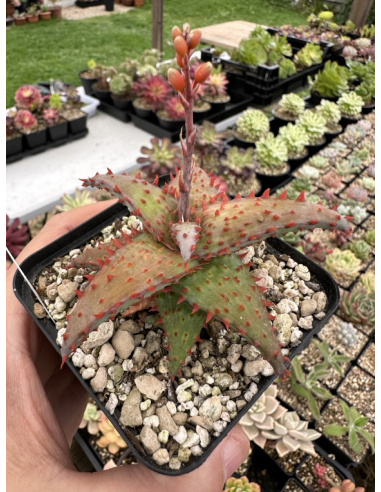 Aloe Hybride