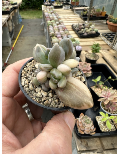 Sedeveria Blue Mist Variegata