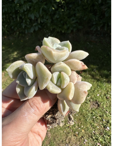 Graptoveria 'Cap Ferrat' 4 têtes